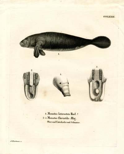 Lamantin de Floride - German School