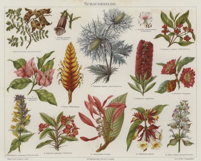 Fleurs - German School