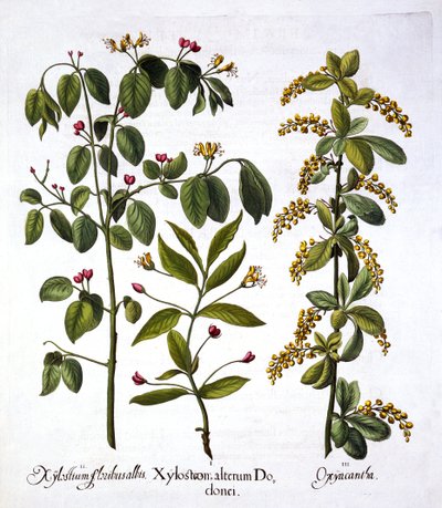 Fly Honeysuckle et Hawthorn, de Hortus Eystettensis, par Basil Besler, pub. 1613 - German School