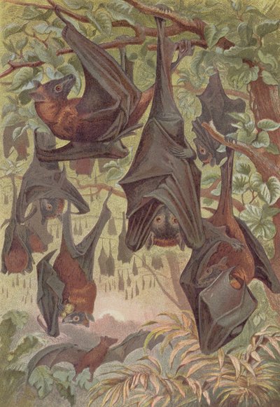 Renard volant, planche de Brehms Tierleben: Allgemeine Kunde des Tierreichs, vol.1, p.344, publié par Bibliographisches Institut, 1890 - German School
