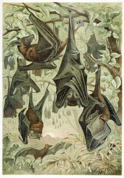 Roussettes, de Brehms Tierleben, publié dans les années 1860 - German School