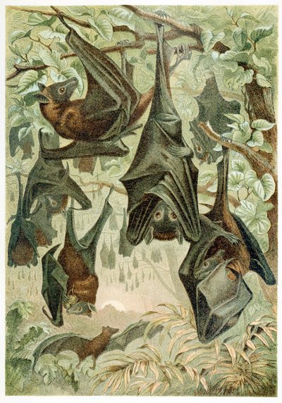 Chauves-souris, de Brehms Tierleben, pub. 1860 - German School