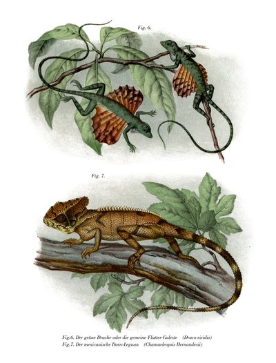 Lézard volant - German School