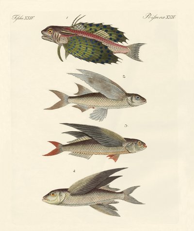 Poissons volants - German School