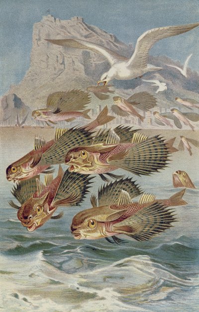 Grondin volant, planche de Brehms Tierleben: Allgemeine Kunde des Tierreichs, vol.8, p.134, publié par Bibliographisches Institut, 1892 - German School
