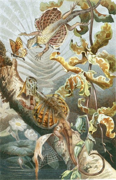 Lézard volant, planche de "Brehms Tierleben: Allgemeine Kunde des Tierreichs", vol.7, p.51, publié par Bibliographisches Institut - German School