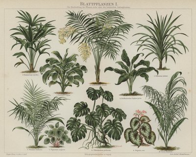 Plantes à feuillage - German School