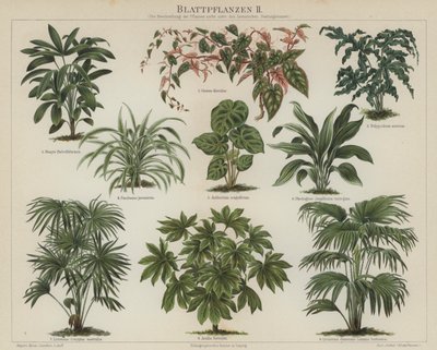 Plantes à feuillage - German School