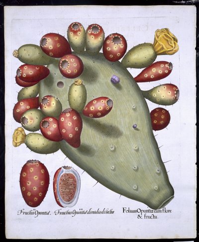 Folium Opuntia de Hortus Eystettensis par Basil Besler (1561-1629) publié en 1613 - German School