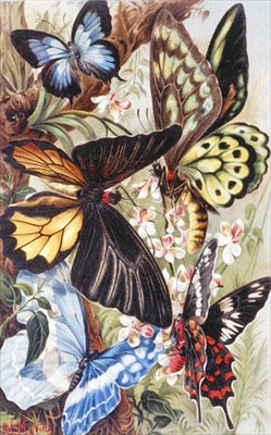 Papillons étrangers, planche de "Brehms Tierleben: Allgemeine Kunde des Tierreichs", vol.9, p.370, publié par Bibliographisches Institut - German School