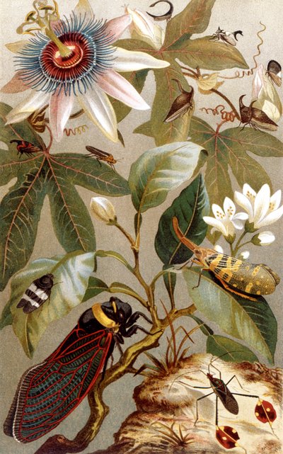 Cigales étrangères, planche de Brehms Tierleben: Allgemeine Kunde des Tierreichs, vol.9, p.637, publié par Bibliographisches Institut, 1892 - German School