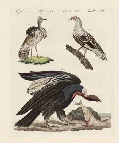 Oiseaux étrangers - German School