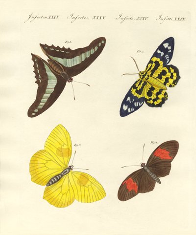 Papillons étrangers - German School