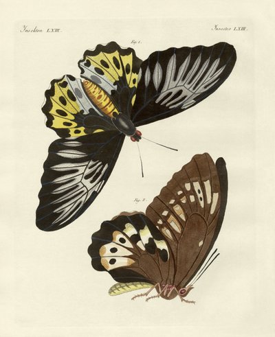Papillons étrangers de taille phénoménale (gravure en couleur) - German School