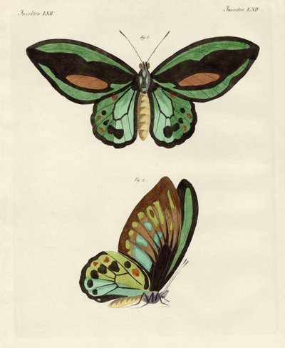Papillons étrangers de taille phénoménale - German School