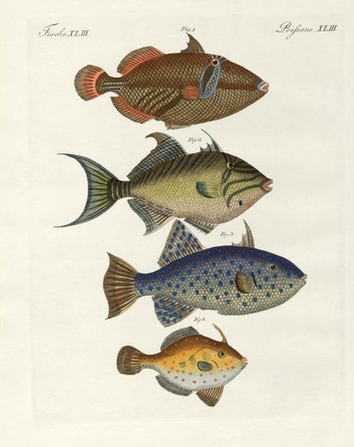 Poissons étrangers - German School
