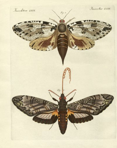 Papillons étrangers - German School