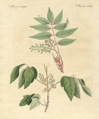 Plantes toxiques étrangères - German School