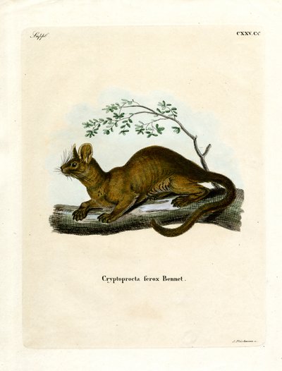Fossa - German School