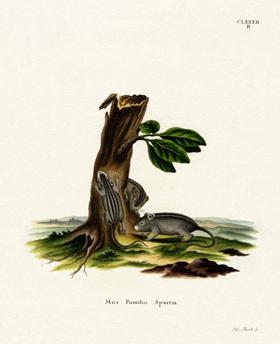 Souris des herbes à quatre rayures - German School