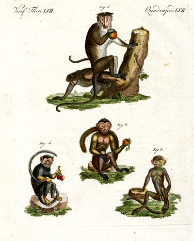 Quatre sortes de singes - German School
