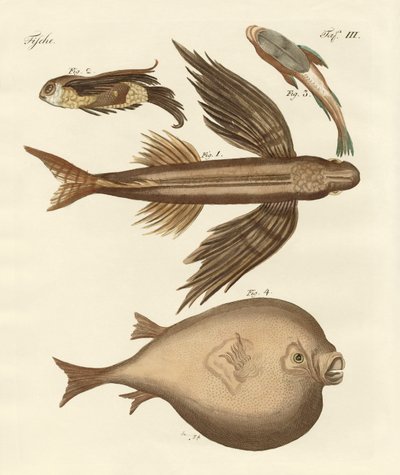 Quatre poissons merveilleux - German School