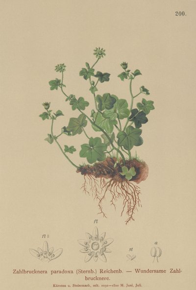 Saxifrage fragile (Zahlbrucknera paradoxa, Saxifraga paradoxa) - German School