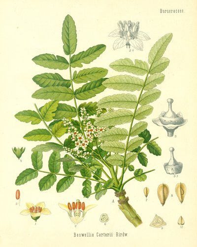 Encens, illustration de Koehlers Medicinal Plants, publié en 1887 - German School