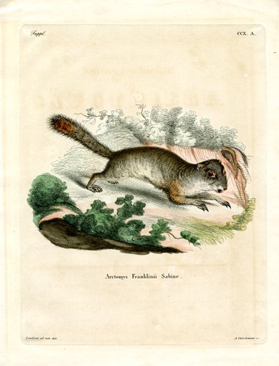 Spermophile de Franklin - German School