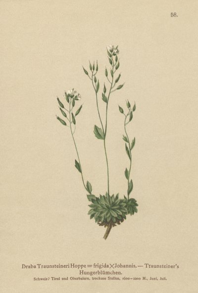 Drave froide (Draba Traunsteineri, Draba frigida) - German School