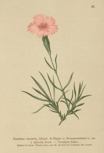 Œillet fringé (Dianthus Monspessulanus, Dianthus alpestris, Dianthus alpicola) - German School