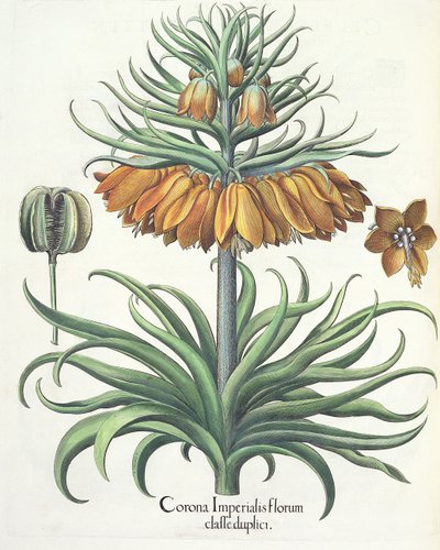 Fritillaire : Corona Imperialis florum classe duplici, du Hortus Eystettensis par Basil Besler (1561-1629), pub. 1613 - German School