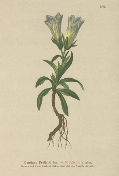 Gentiane de Froelich (Gentiana Froelichii) - German School