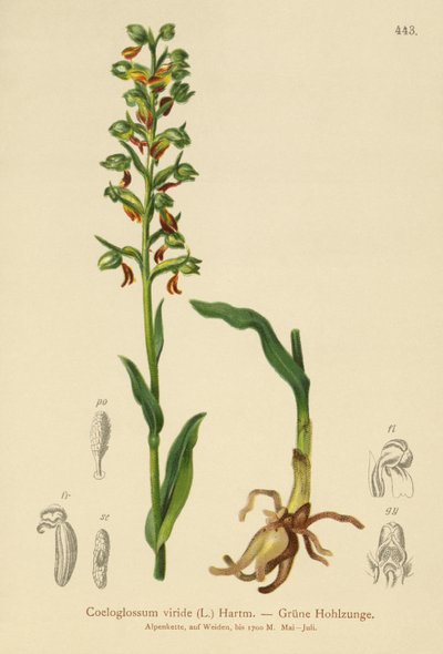 Orchis grenouille (Coeloglossum viride) - German School