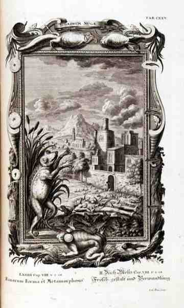 Grenouilles, gravées, tiré de 