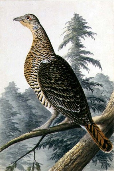 Oiseau de gibier, vers 1740 - German School