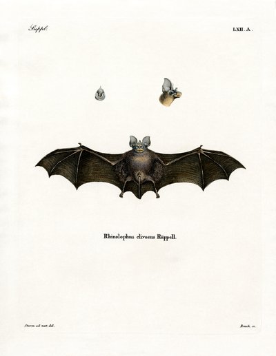 Chauve-souris fer à cheval de Geoffroy - German School
