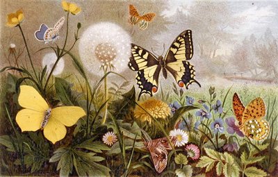 Papillons allemands, planche de "Brehms Tierleben: Allgemeine Kunde des Tierreichs", vol.9, p.376, publié par Bibliographisches Institut - German School