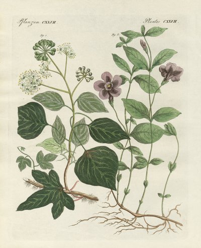 Plante persistante allemande - German School