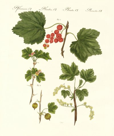 Fruits allemands - German School