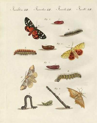 Papillons de nuit allemands - German School