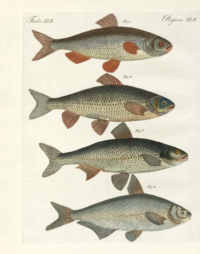 Poissons de rivière allemands - German School
