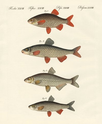 Poissons de rivière allemands - German School