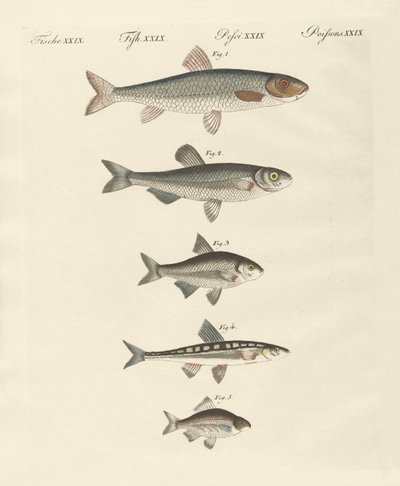 Poissons de rivière allemands - German School