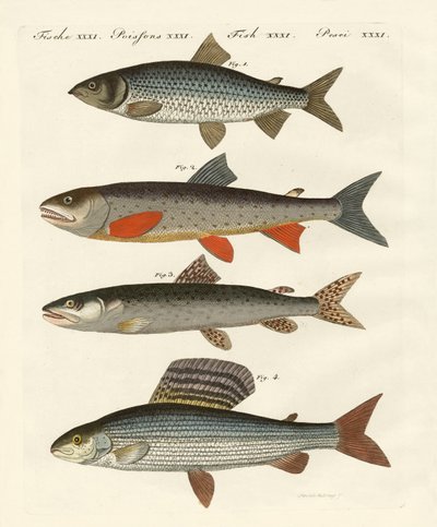 Poissons de rivière allemands - German School
