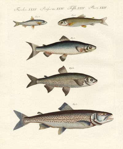 Poissons de rivière allemands - German School