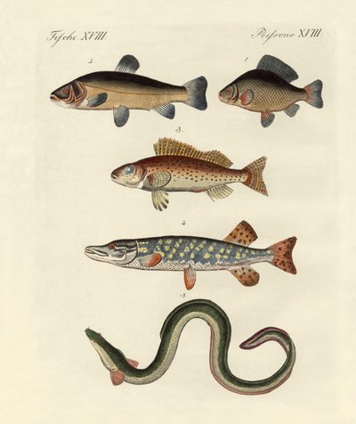 Poissons de mer allemands - German School