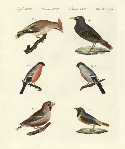 Oiseaux chanteurs allemands - German School