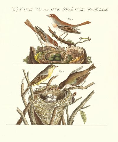 Oiseaux chanteurs allemands - German School