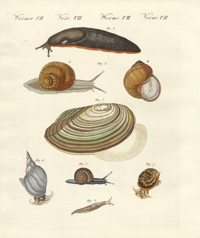Escargots allemands - German School